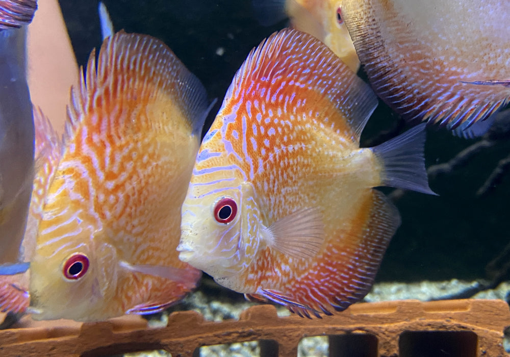 Diskus Red Snakeskin - Symphysodon aequifasciatus