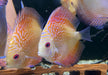 Diskus Red Snakeskin - Symphysodon aequifasciatus