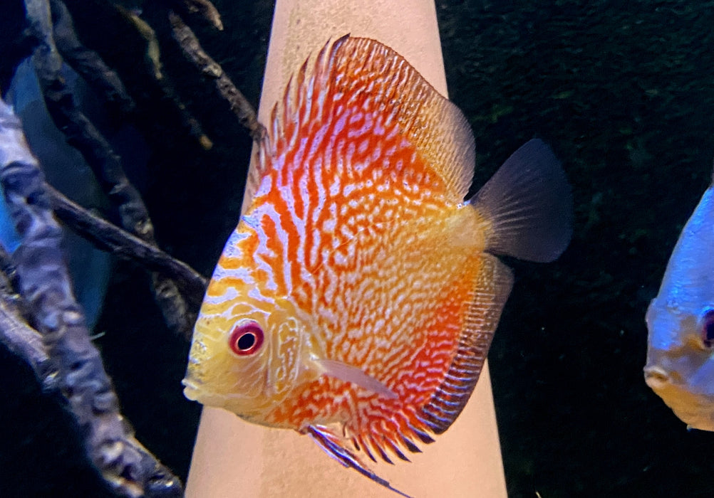 Diskus Red Snakeskin - Symphysodon aequifasciatus