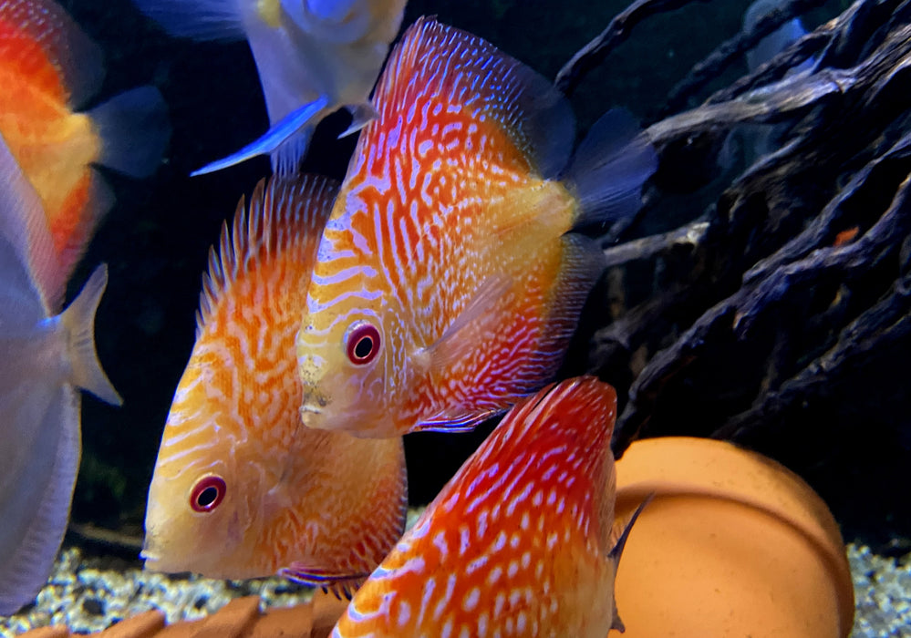 Diskus Red Snakeskin - Symphysodon aequifasciatus