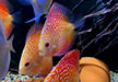 Diskus Red Snakeskin - Symphysodon aequifasciatus