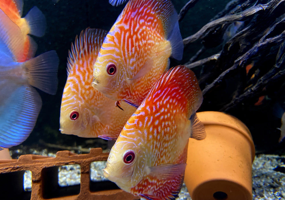 Diskus Red Snakeskin - Symphysodon aequifasciatus