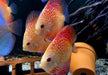 Diskus Red Snakeskin - Symphysodon aequifasciatus