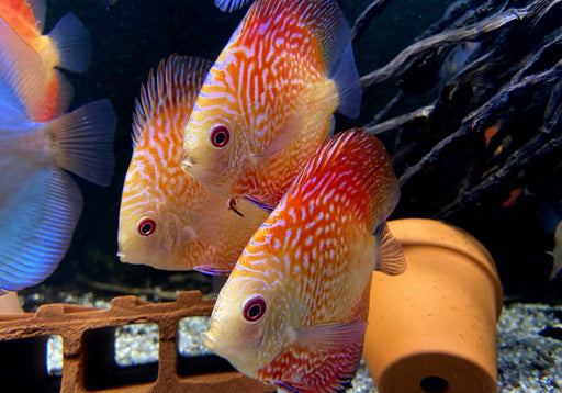 Diskus Red Snakeskin - Symphysodon aequifasciatus