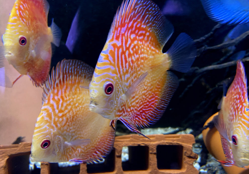 Diskus 'Red Snakeskin' - Symphysodon aequifasciatus