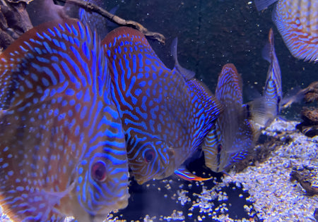 Diskus 'rot-türkis A-Grade' - Symphysodon aequifasciatus image