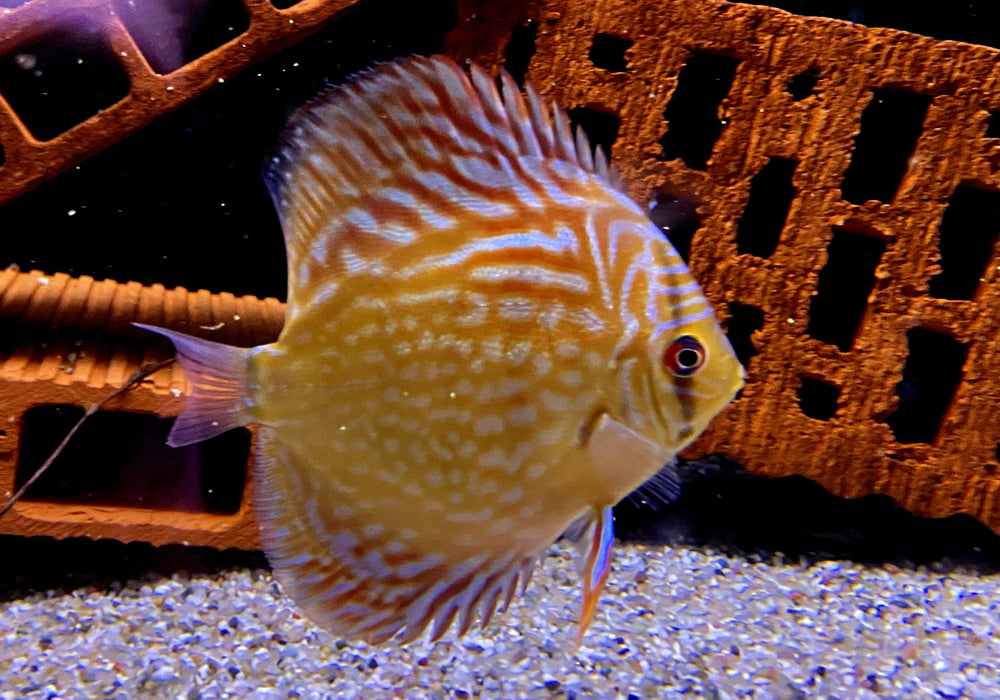 Diskus Rottürkis - Symphysodon aequifasciatus