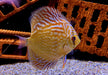 Diskus Rottürkis - Symphysodon aequifasciatus