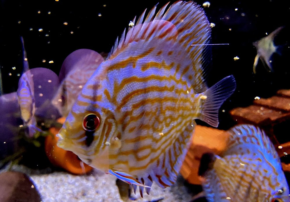 Diskus Rottürkis - Symphysodon aequifasciatus