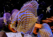 Diskus Rottürkis - Symphysodon aequifasciatus