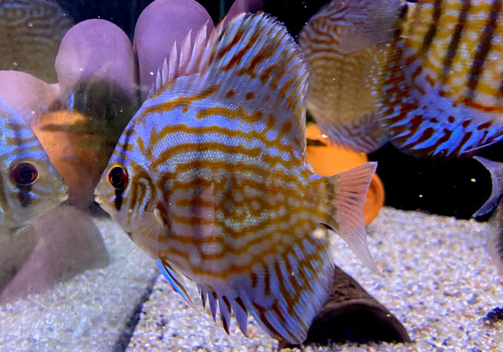 Diskus Rottürkis - Symphysodon aequifasciatus