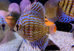 Diskus Rottürkis - Symphysodon aequifasciatus