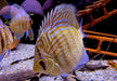 Diskus Rottürkis - Symphysodon aequifasciatus