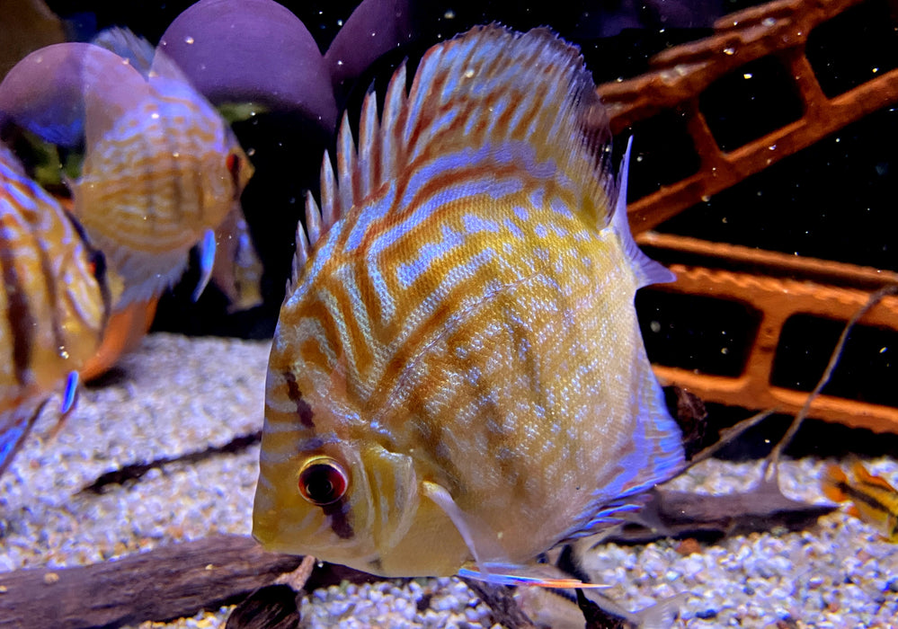 Diskus Rottürkis - Symphysodon aequifasciatus