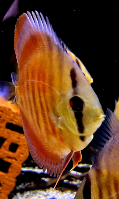 Diskus "SAN MERAH" - Symphysodon aequifasciatus