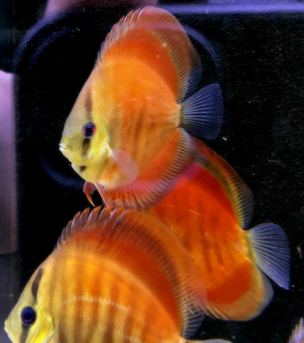 Diskus "SAN MERAH" - Symphysodon aequifasciatus