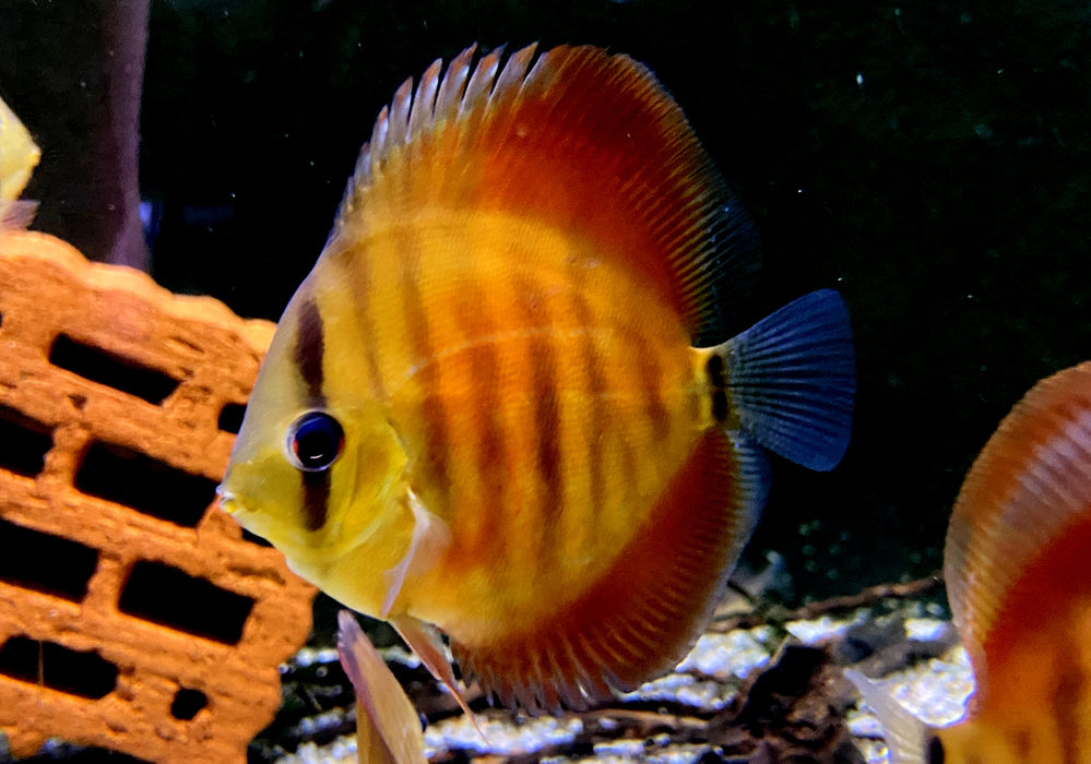 Diskus "SAN MERAH" - Symphysodon aequifasciatus