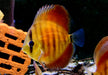 Diskus "SAN MERAH" - Symphysodon aequifasciatus