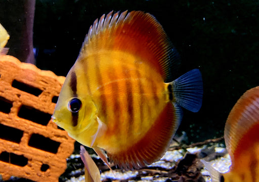 Diskus "SAN MERAH" - Symphysodon aequifasciatus