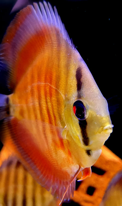 Diskus "SAN MERAH" - Symphysodon aequifasciatus