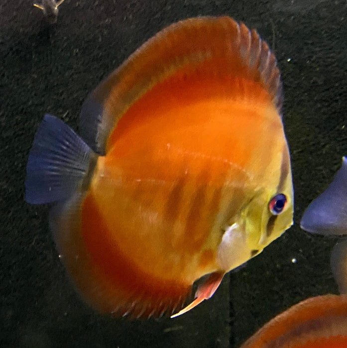 Diskus "SAN MERAH" - Symphysodon aequifasciatus