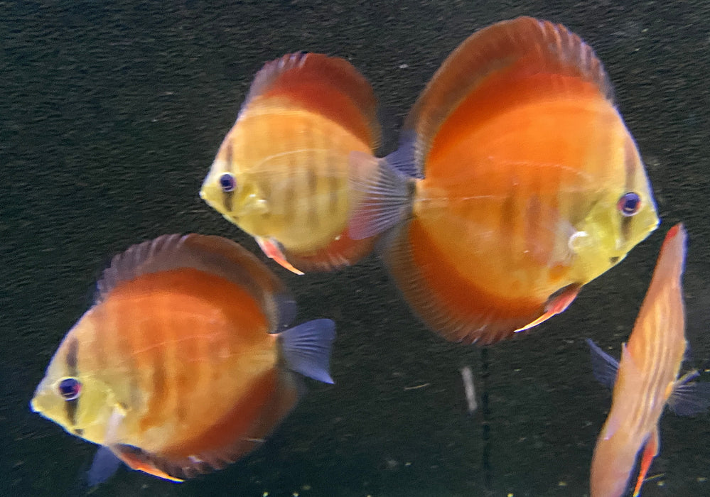 Diskus "SAN MERAH" - Symphysodon aequifasciatus