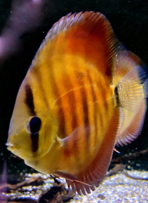 Diskus "SAN MERAH" - Symphysodon aequifasciatus