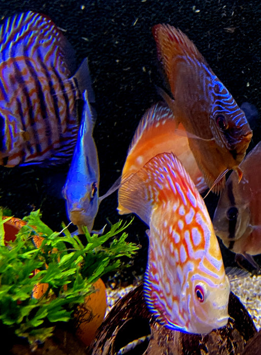 Diskus SELECTION - Symphysodon aequifasciatus