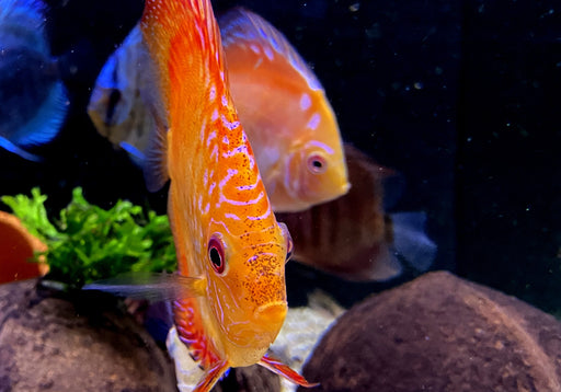 Diskus SELECTION - Symphysodon aequifasciatus