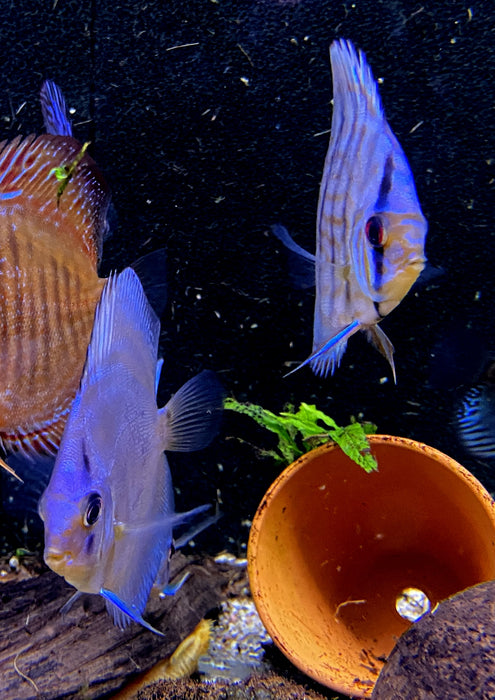 Diskus SELECTION - Symphysodon aequifasciatus