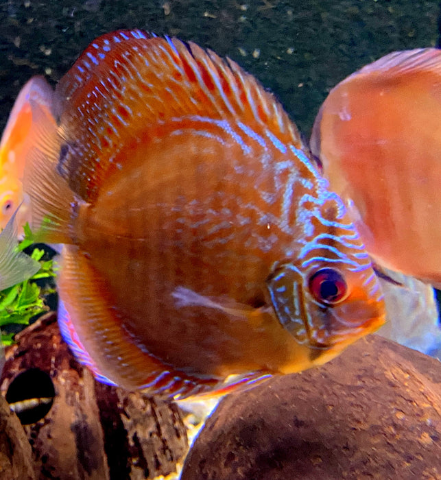 Diskus SELECTION - Symphysodon aequifasciatus