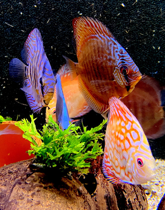 Diskus SELECTION - Symphysodon aequifasciatus