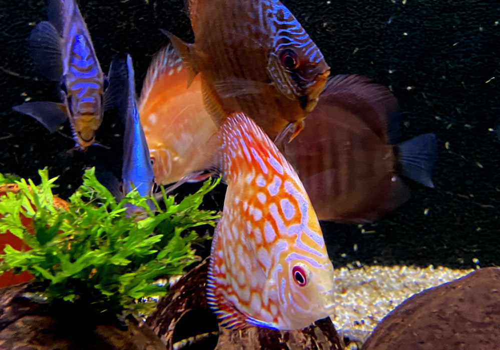 Diskus SELECTION - Symphysodon aequifasciatus