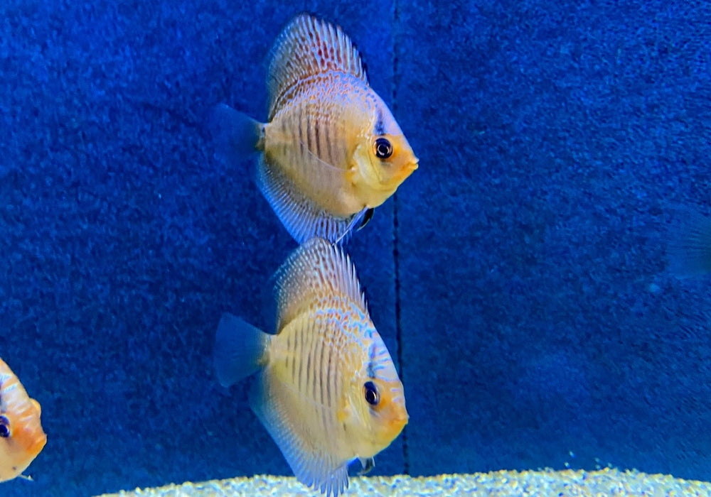Diskus Snakeskin - Symphysodon aequifasciatus aqua-teck