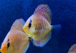 Diskus Snakeskin - Symphysodon aequifasciatus aqua-teck