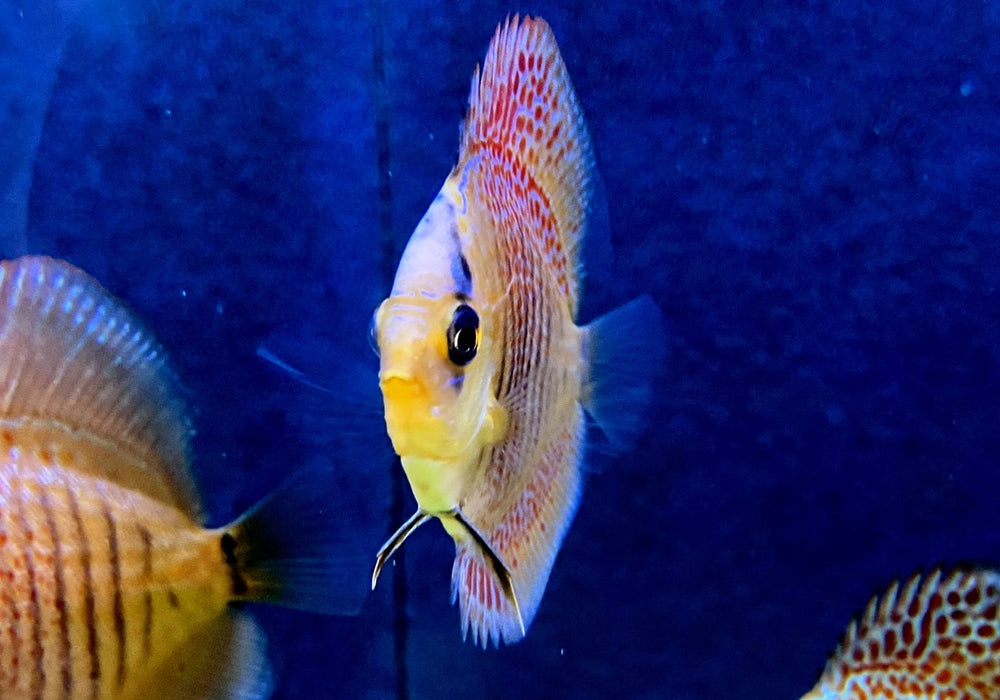 Diskus Snakeskin - Symphysodon aequifasciatus aqua-teck