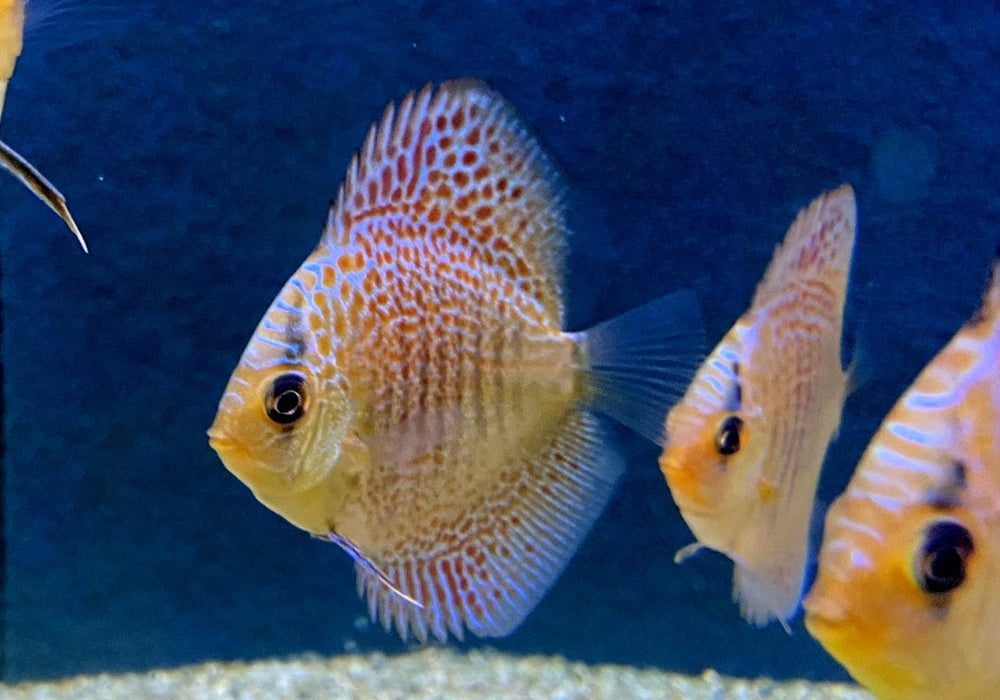 Diskus Snakeskin - Symphysodon aequifasciatus aqua-teck