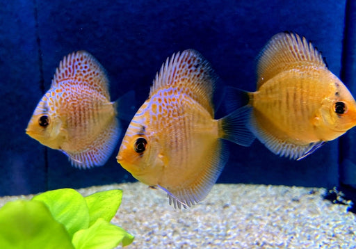 Diskus Snakeskin - Symphysodon aequifasciatus aqua-teck