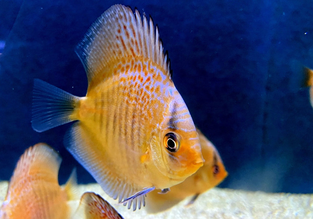 Diskus Snakeskin - Symphysodon aequifasciatus aqua-teck