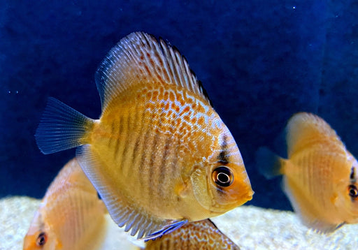Diskus Snakeskin - Symphysodon aequifasciatus aqua-teck