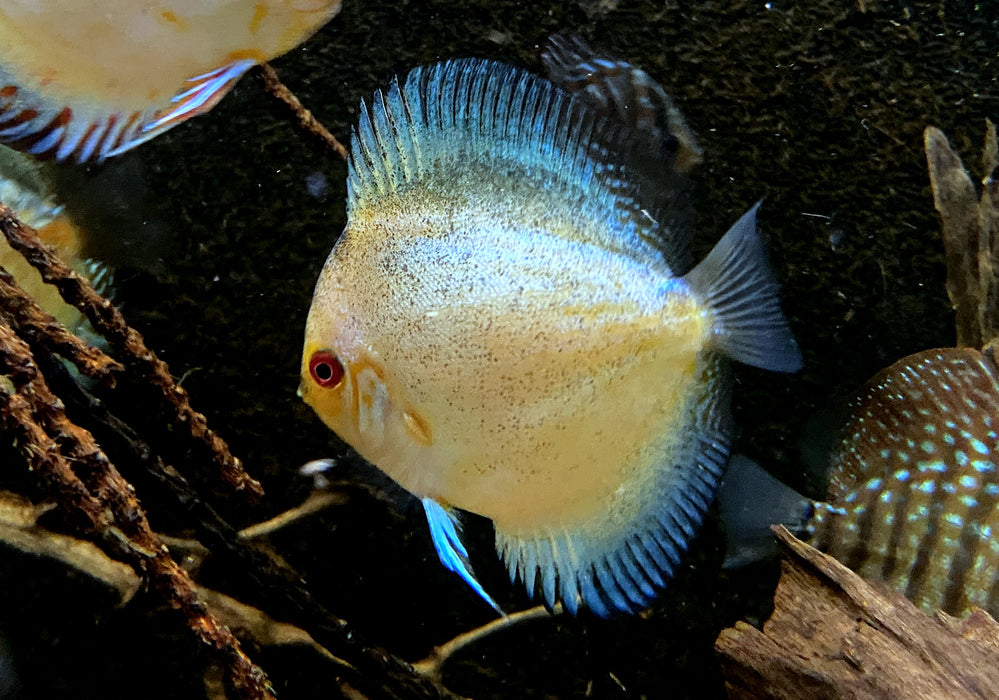 Diskus Stardust - Symphysodon aequifasciatus