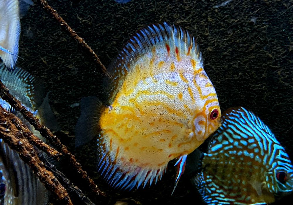 Diskus 'Stardust' - Symphysodon aequifasciatus