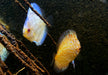 Diskus Stardust - Symphysodon aequifasciatus