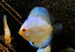 Diskus Stardust - Symphysodon aequifasciatus