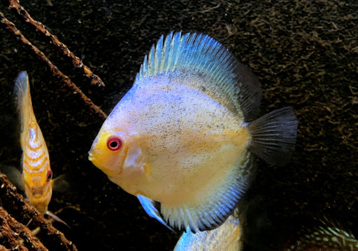 Diskus Stardust - Symphysodon aequifasciatus