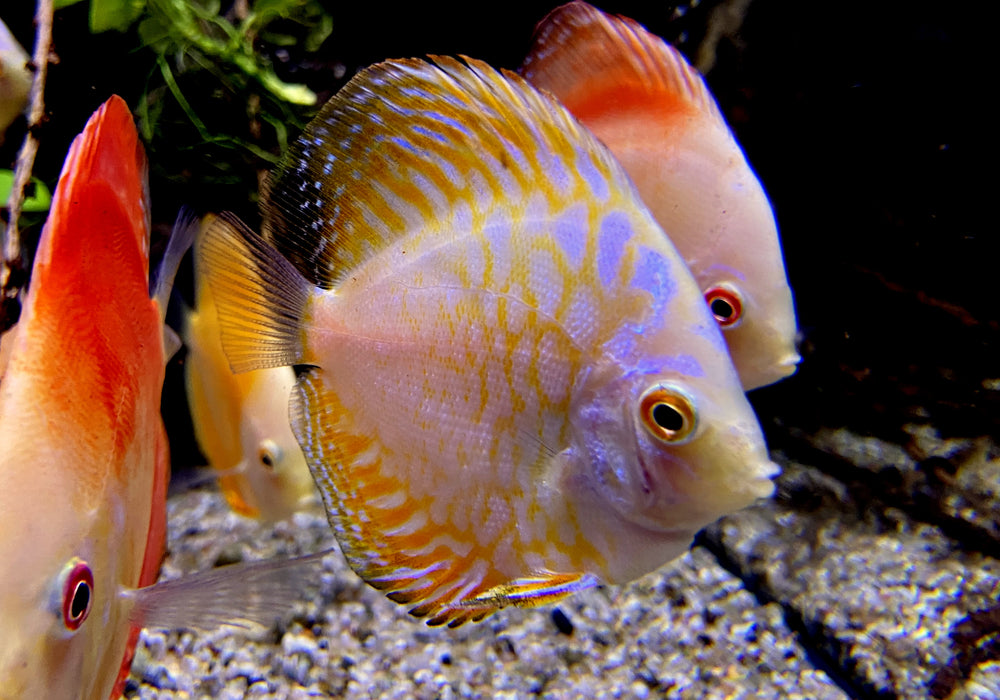 Diskus Yellow Checkerboard - Symphysodon aequifasciatus