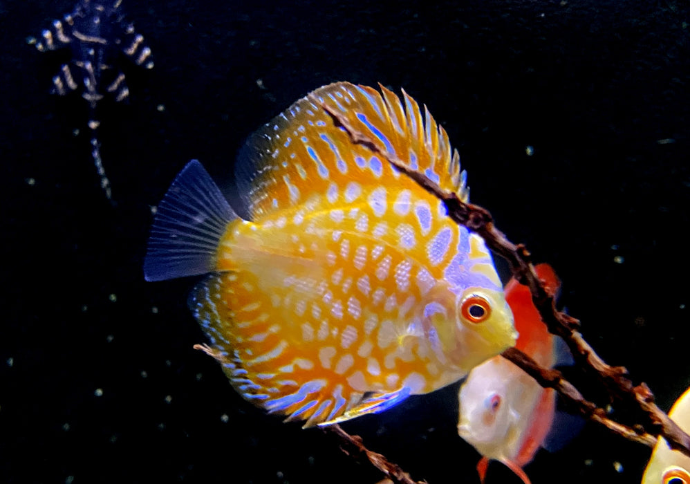 Diskus Yellow Checkerboard - Symphysodon aequifasciatus