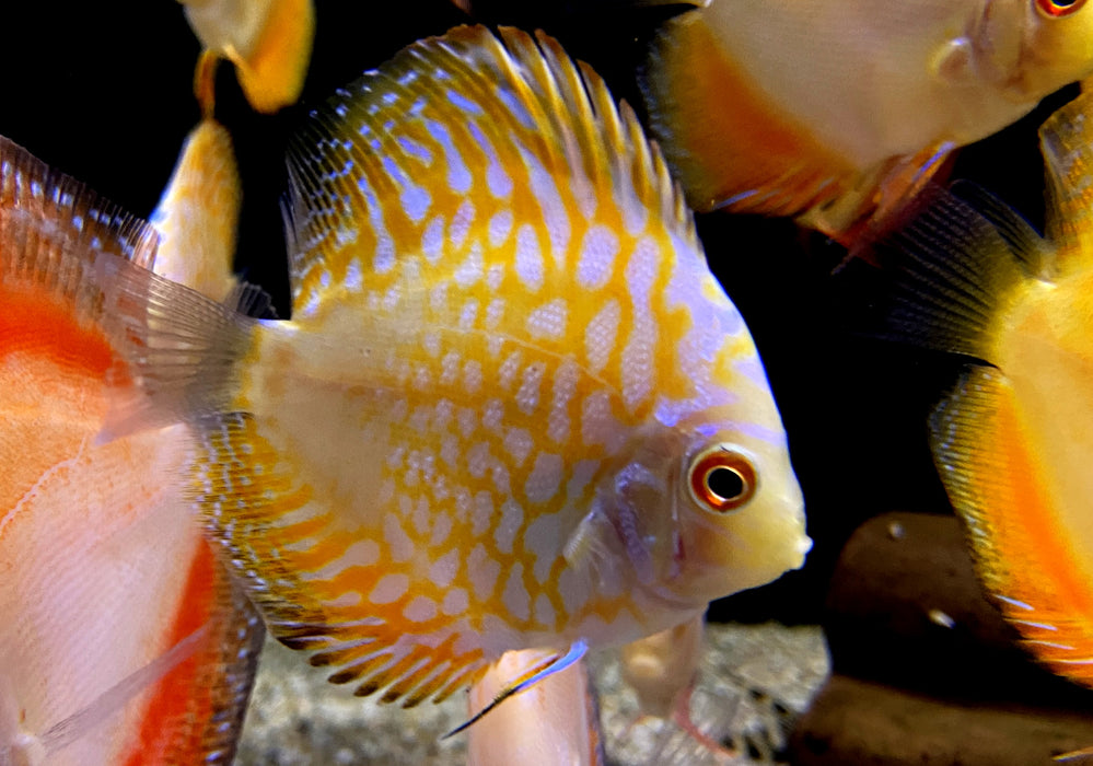 Diskus Yellow Checkerboard - Symphysodon aequifasciatus
