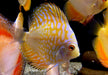 Diskus Yellow Checkerboard - Symphysodon aequifasciatus