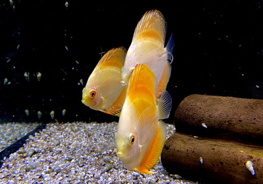 Diskus Yellow Solid- Symphysodon aequifasciatus